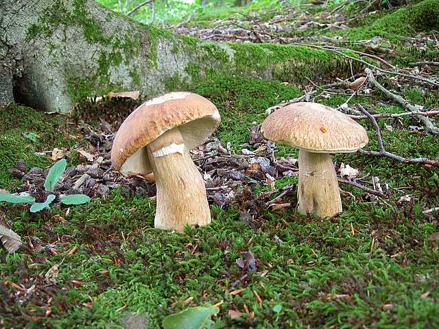 2005 :  Un anno di funghi
